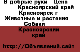 В добрые руки › Цена ­ 6 700 - Красноярский край, Красноярск г. Животные и растения » Собаки   . Красноярский край